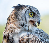 Greifvögel