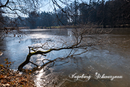 Weiher-Impressionen