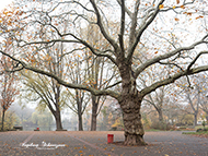 Kaiserslautern Volkspark