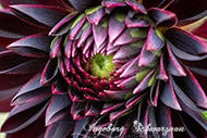 Dahlien