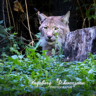 Wildpark Rheingönheim