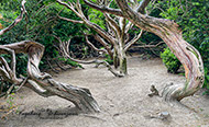 Handyfotografie Bäume