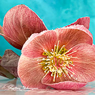 Blumen rosa