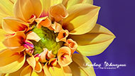 Blumen - Dahlien