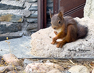 Eichhörnchen