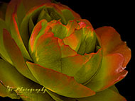 Handyfotografie - Experimente