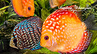 Handyfotografie - Fische