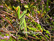 Handyfotos - Gottesanbeterin grün