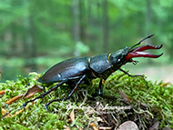 Handyfotografie - Hirschkäfer