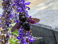 Handyfotografie - Wildbienen