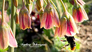 Handyfotografie - Honiglauch