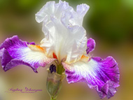 Handyfotografie - Iris lila