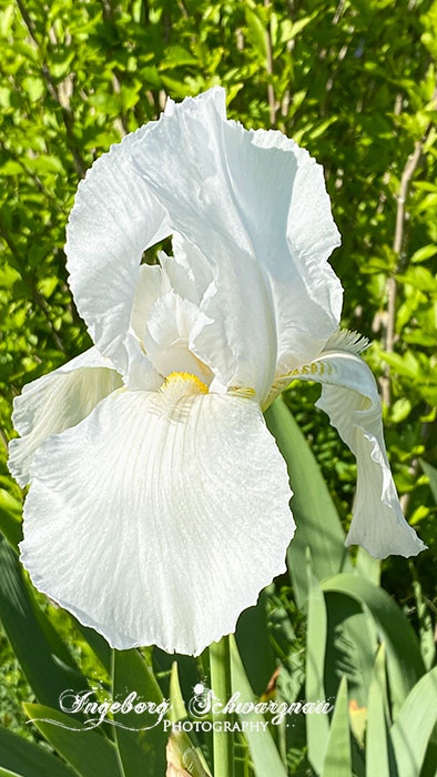 E1351