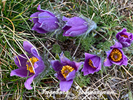Handyfotografie - Blumen - Küchenschellen
