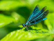 Handyfotografie - Libellen