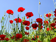 Handyfotografie - Mohnblumen