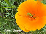 Handyfotografie - Sizilianische Mohnblumen