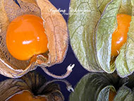 Physalis