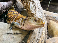 Handyfotografie - Reptilien