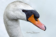 Handyfotografie - Schwäne