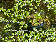 Handyfotografie - Teichfrösche
