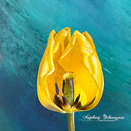 Tulpen