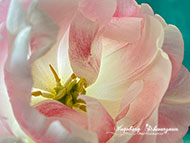 Handyfotografie - Tulpen 2