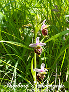 Wilde Orchideen