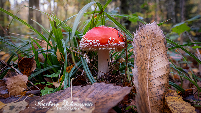 Herbstbild Pilze