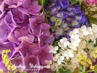 iPhone Blumen