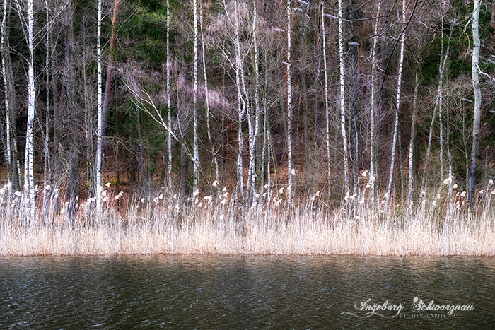 Landschaft Bäume
