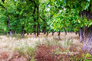 Landschaft Bäume