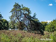 Bäume 1