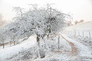 Bäume im Winter