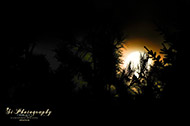 Mond