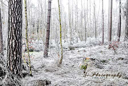 Landscape - Winter