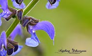 Macro Blumen blau
