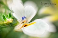 Macro-Blumen- Doppelbelichtung