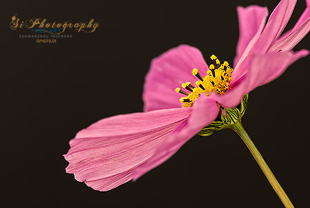 Macro - Blumen
