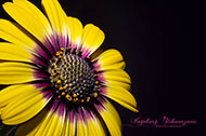 Macro-Blumen-Kapkörbchen