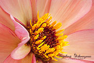 Blumen - Macro - Rosa