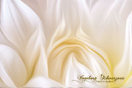 Blumen - Macro - Weiss
