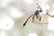 Macro - Insekten
