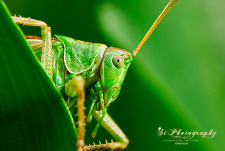 Macro - Tiere