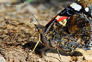 Macro - Schmetterlinge