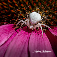 Macro - Krabbenspinne