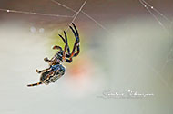 Macrofotografie - Spinnen