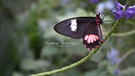 Arcas Cattleheart (Parides arcas)