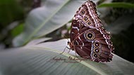 Blauer Morphofalter