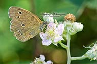 Brauner Waldvogel